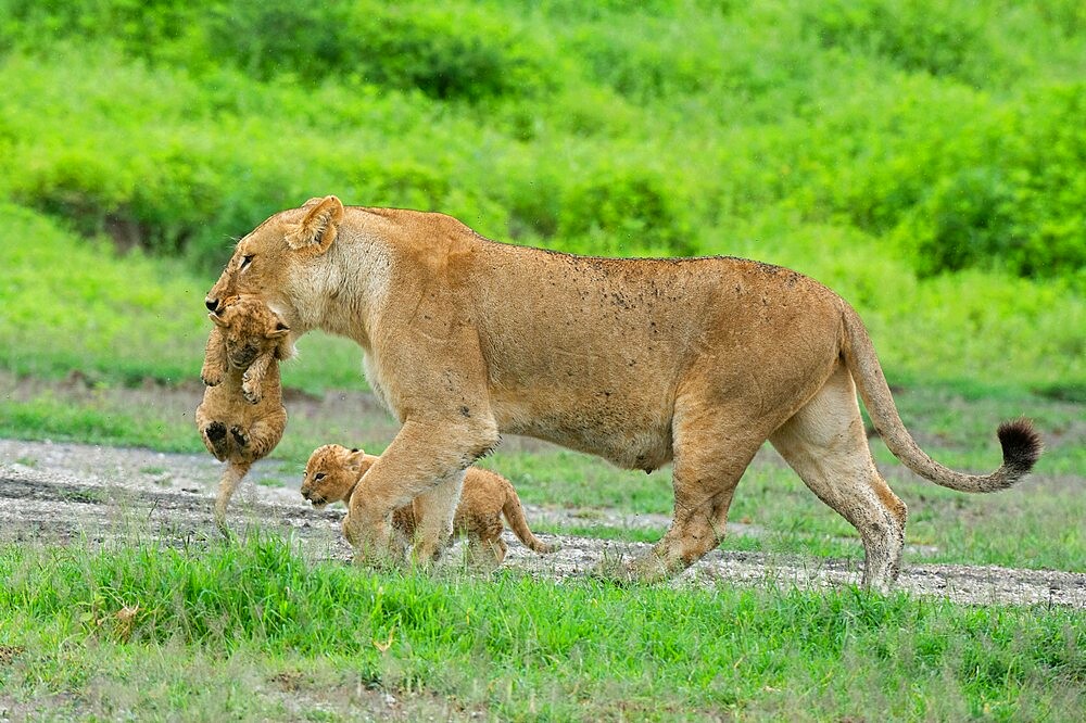 A lioness (Panthera leo) with its four week old cubs, Ndutu, Ngorongoro Conservation Area, Serengeti, Tanzania, East Africa, Africa