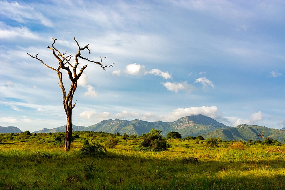 Lualenyi, Tsavo Conservation Area, Kenya, East Africa, Africa