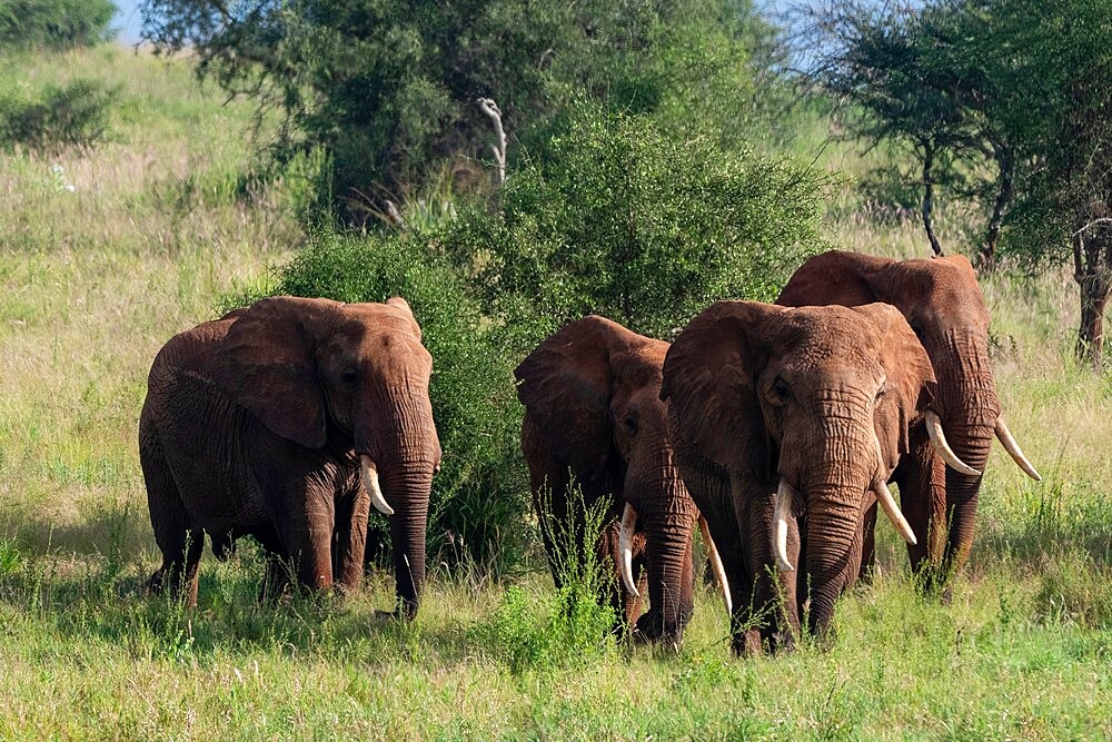 Lualenyi, Tsavo Conservation Area, Kenya, East Africa, Africa