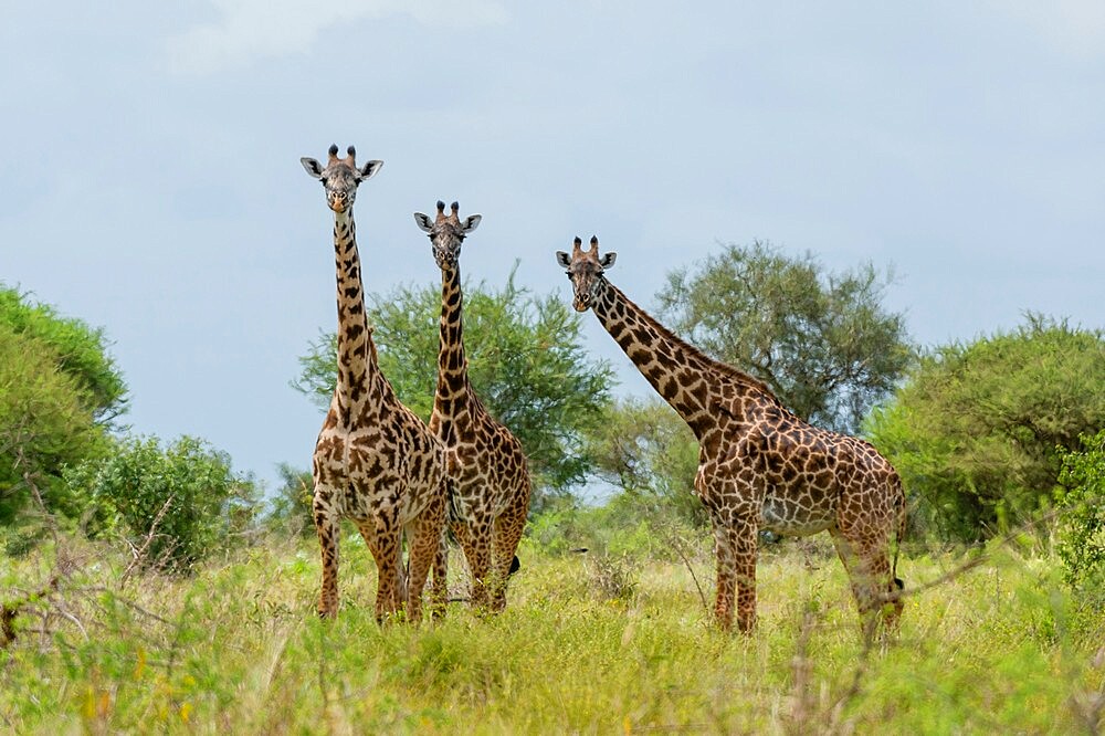 Masai giraffes (Giraffa camelopardalis), Lualenyi, Tsavo Conservation Area, Kenya, East Africa, Africa