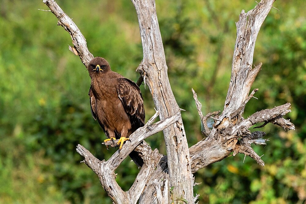 Wahlberg's Eagle (Hieraaetus wahlbergi), Lualenyi, Tsavo Conservation Area, Kenya, East Africa, Africa