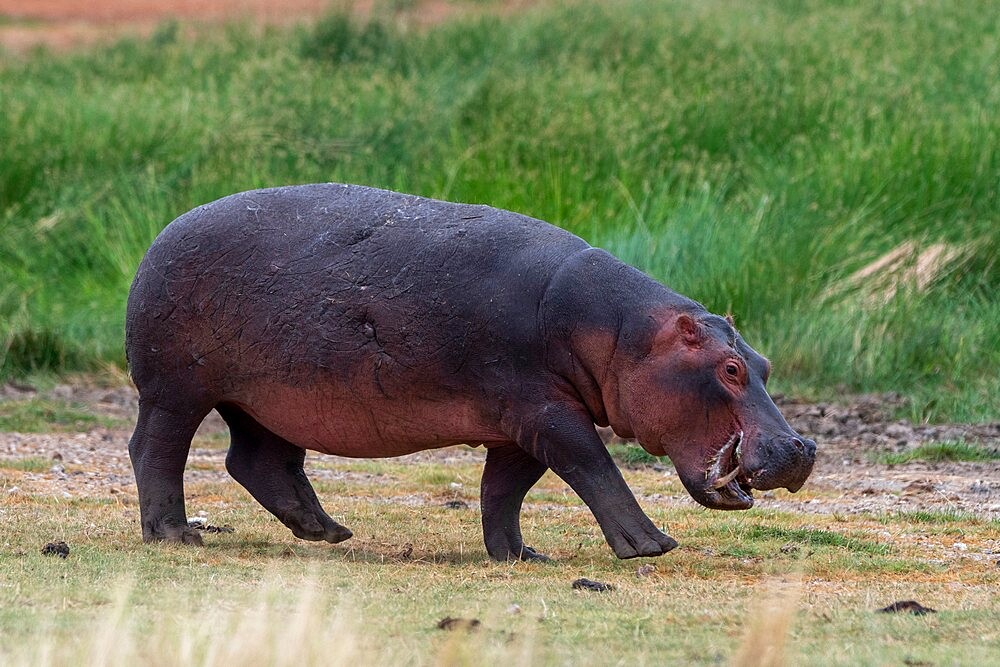 Hippopotamus (Hippopotamus amphibius), Lake Jipe, Tsavo West National Park, Kenya, East Africa, Africa