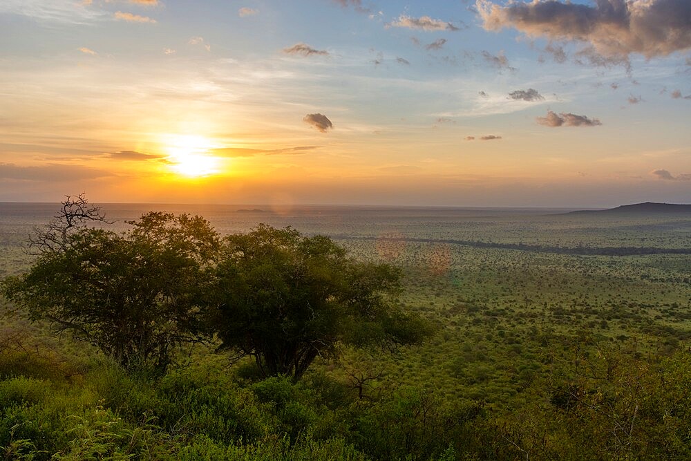 Lualenyi, Tsavo Conservation Area, Kenya, East Africa, Africa