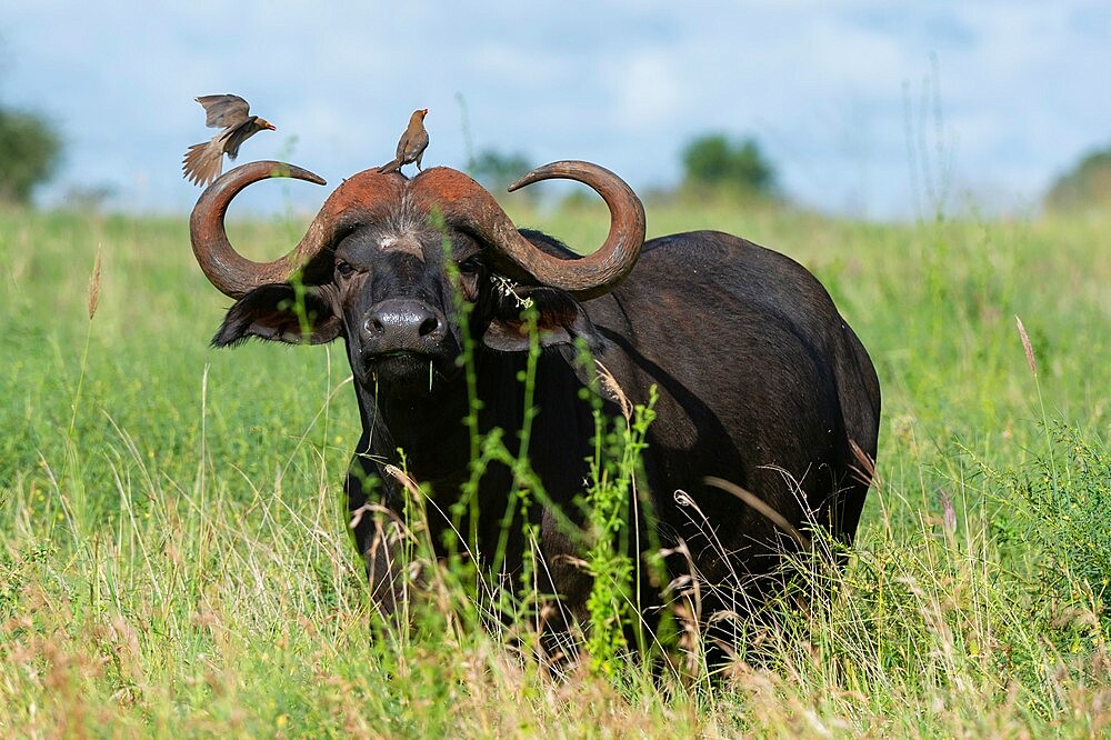 African buffalo (Syncerus caffer), Lualenyi, Tsavo Conservation Area, Kenya, East Africa, Africa