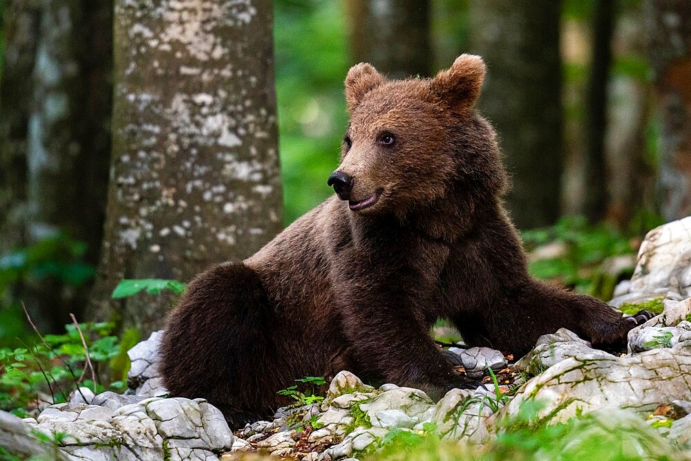 European brown bear (Ursus arctos), Notranjska forest, Slovenia, Europe