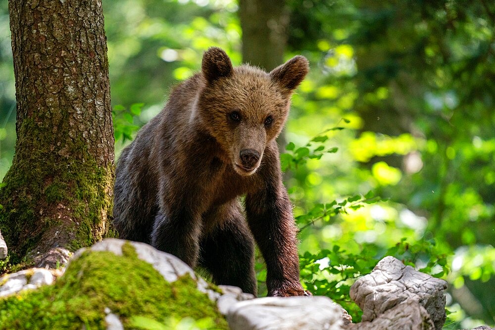 European brown bear (Ursus arctos), Notranjska forest, Slovenia, Europe