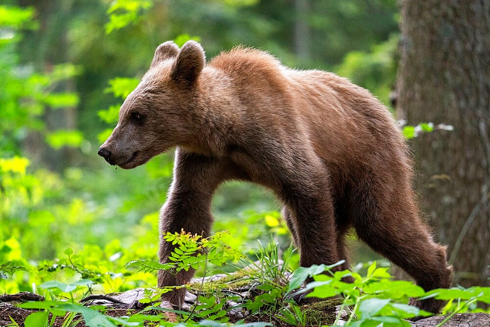 European brown bear (Ursus arctos), Notranjska forest, Slovenia, Europe