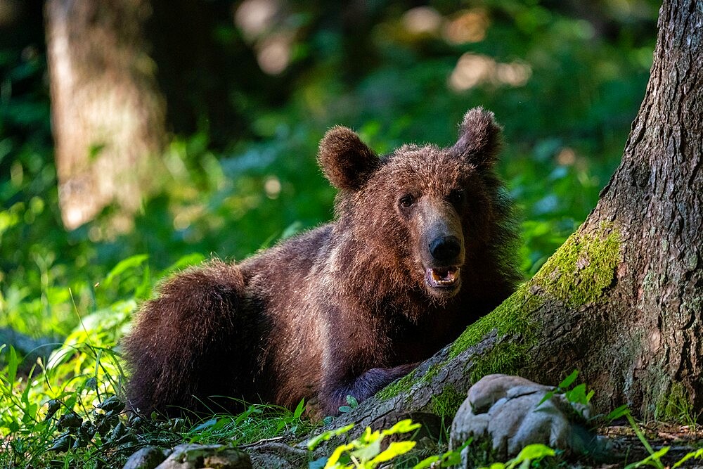 European brown bear (Ursus arctos), Notranjska forest, Slovenia, Europe