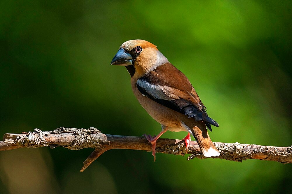 Hawfinch (Coccothraustes coccothraustes), Notranjska forest, Slovenia, Europe