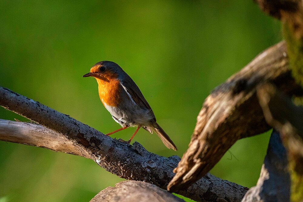 European robin (Erithacus rubecula), Notranjska forest, Slovenia, Europe