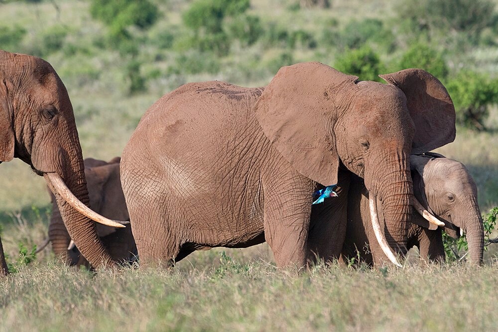 African elephants (Loxodonta africana) and calf, Tsavo, Kenya, East Africa, Africa