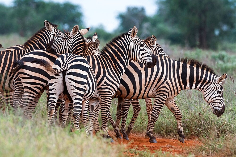 Plains zebras (Equus quagga), Tsavo, Kenya, East Africa, Africa