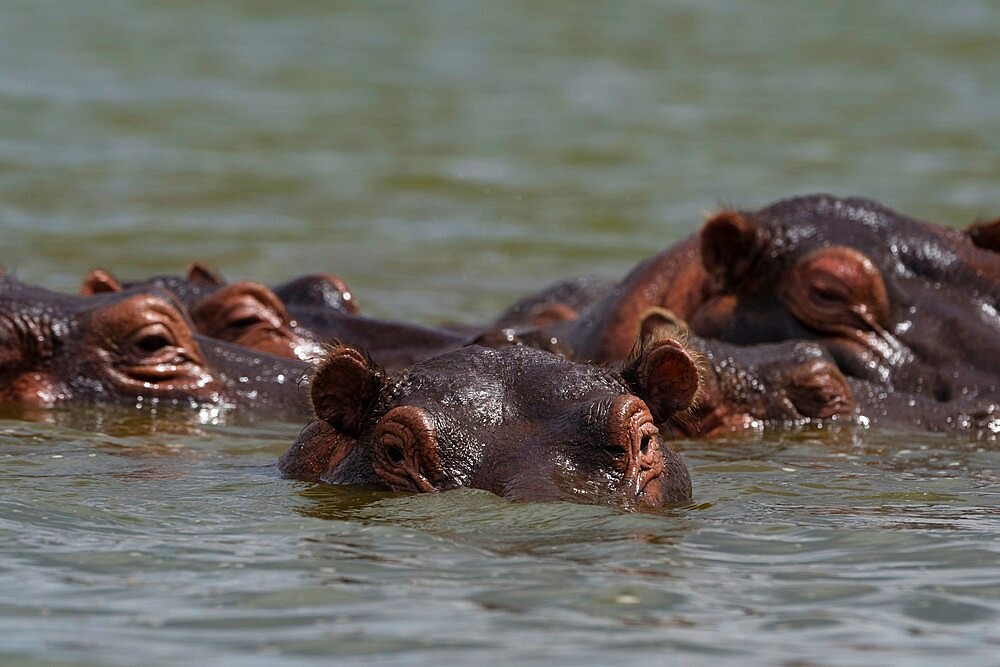 Hippopotamus (Hippopotamus amphibius), Lake Jipe, Tsavo, Kenya, East Africa, Africa