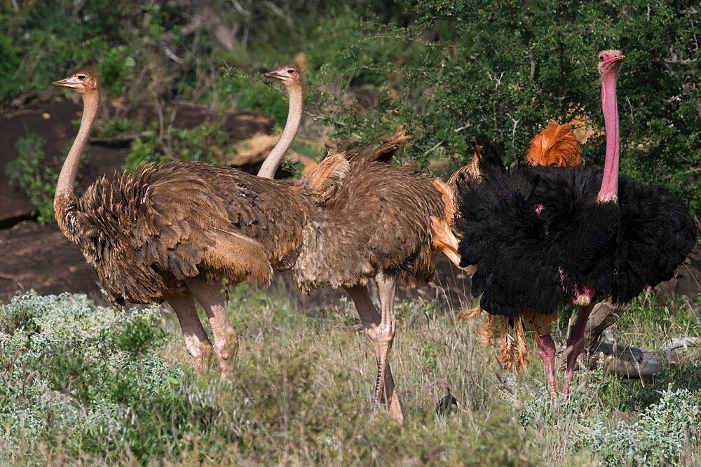 Ostrich (Struthio camelus), Tsavo, Kenya, East Africa, Africa