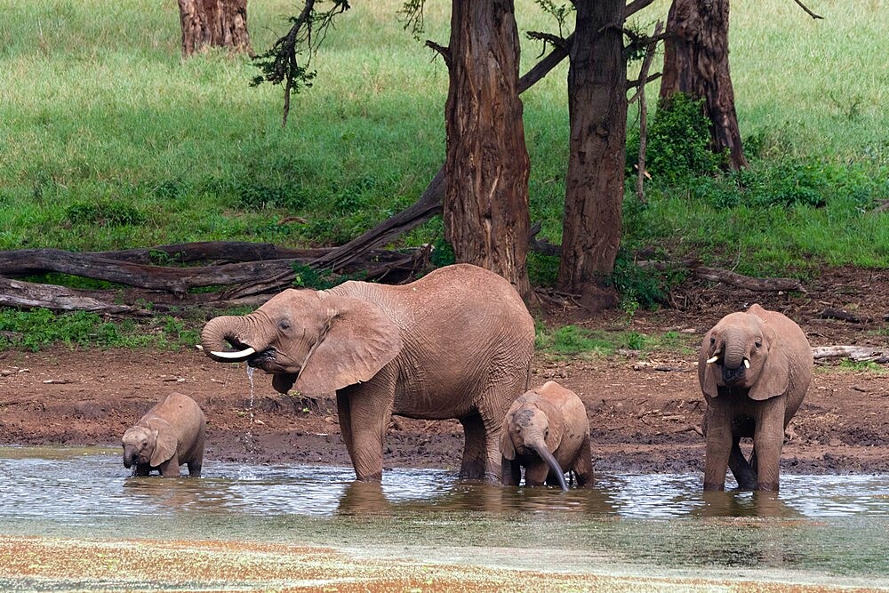 African elephants (Loxodonta africana) and calves drinking, Tsavo, Kenya, East Africa, Africa