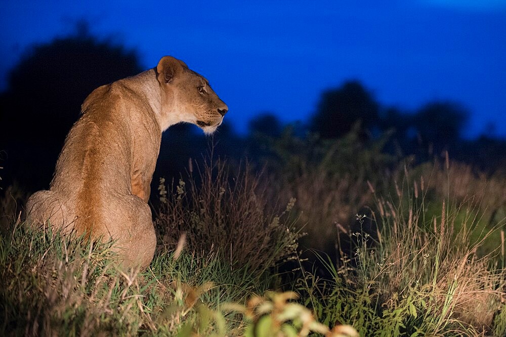 A lioness (Panthera leo) illuminated at night, rests on a termite mound, Tsavo, Kenya, East Africa, Africa