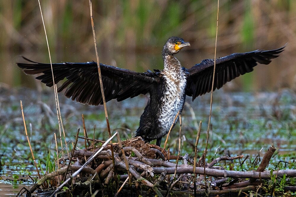 Cormorant (Phalocrocorax carbo), Lake Varese, Varese, Lombardy, Italy, Europe