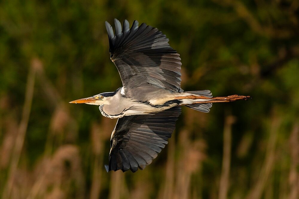 Grey heron (Ardea cinerea), Lake Varese, Varese, Lombardy, Italy, Europe