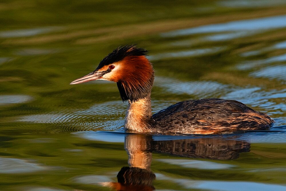 Great crested grebe (Podiceps cristatus), Lake Varese, Varese, Lombardy, Italy, Europe