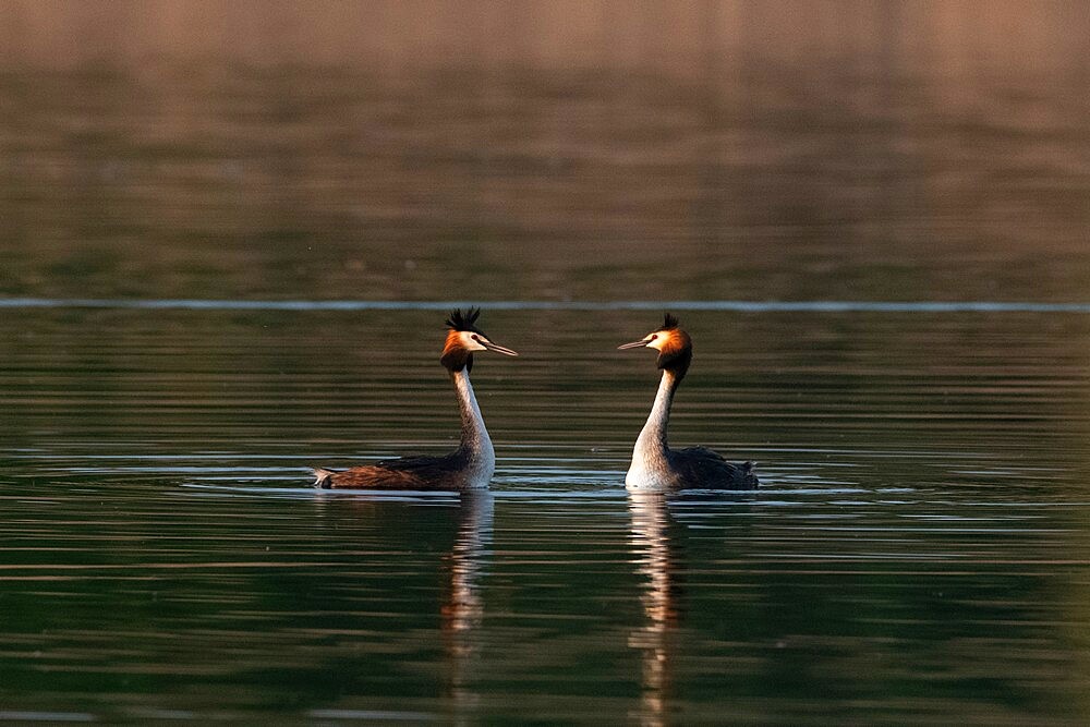 Great crested grebe (Podiceps cristatus), Lake Varese, Varese, Lombardy, Italy, Europe