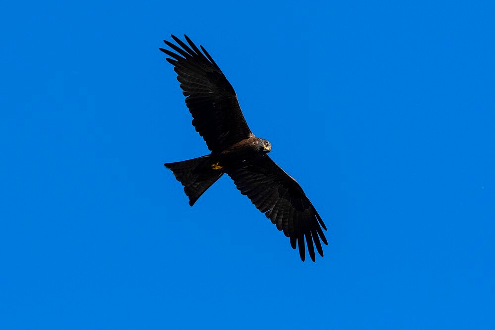 Black kite (Milvus migrans), Lake Varese, Varese, Lombardy, Italy, Europe