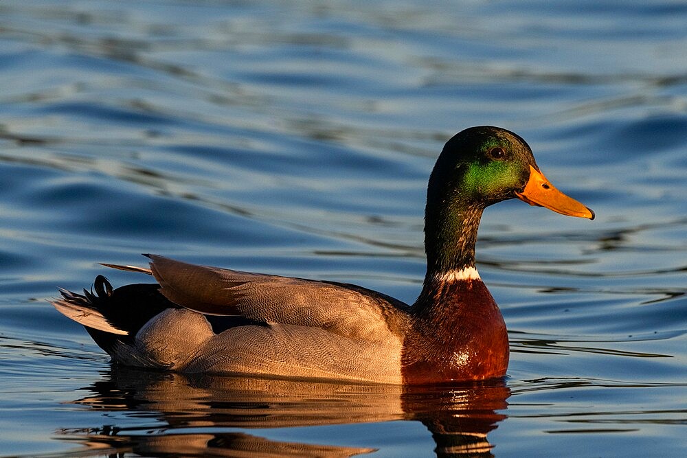 Mallard Duck (Anas platyrhynchos), Lake Varese, Varese, Lombardy, Italy, Europe