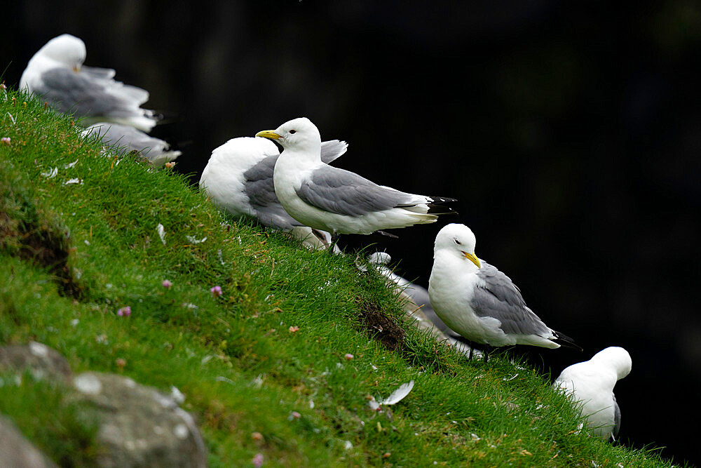 Black-legged kittiwakes (Rissa tridactyla), Mykines Island, Faroe Islands, Denmark, Europe