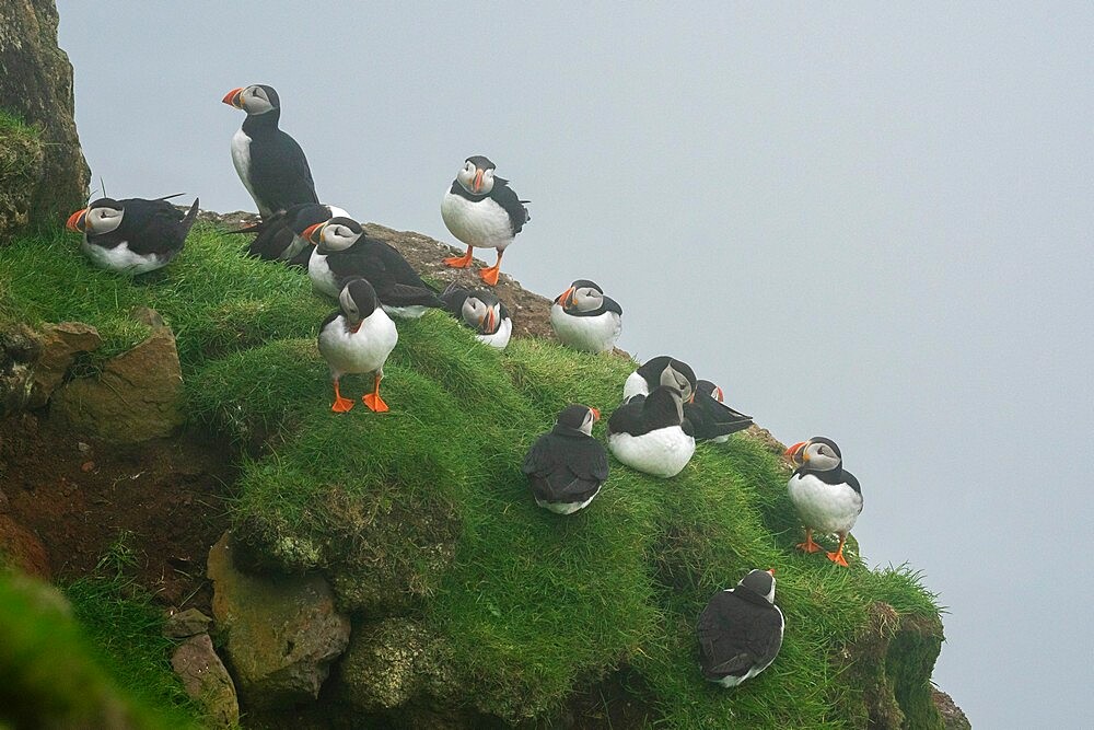 Atlantic puffin (Fratercula arctica), Mykines Island, Faroe Islands, Denmark, Europe