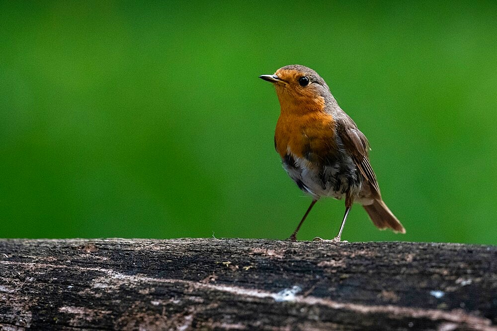 European robin (Erithacus rubecula), Notranjska Regional Park, Slovenia, Europe