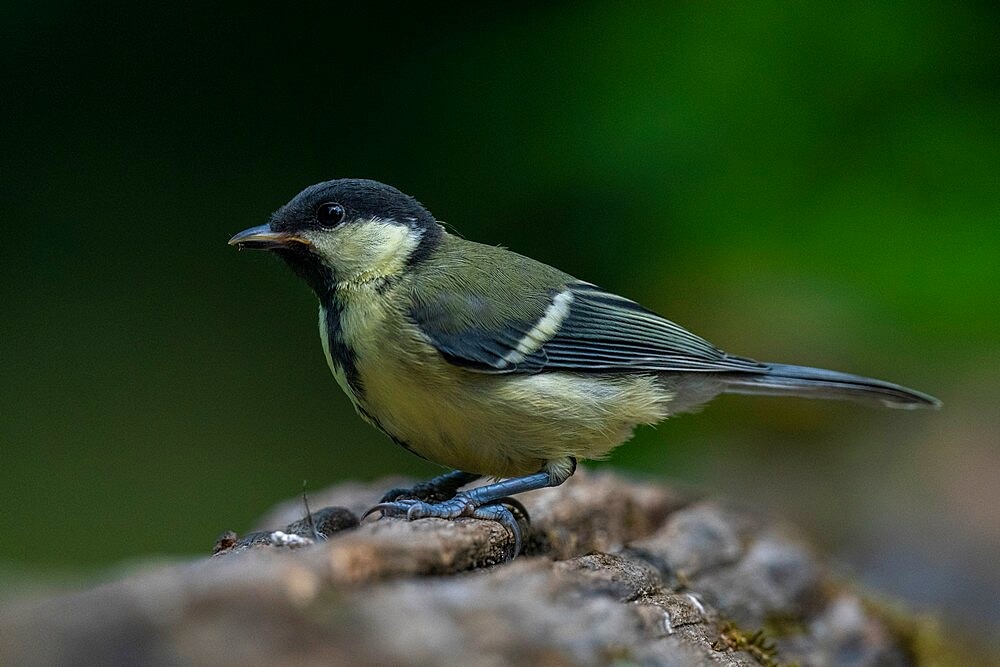 Great tit (Parus major), Notranjska Regional Park, Slovenia, Europe