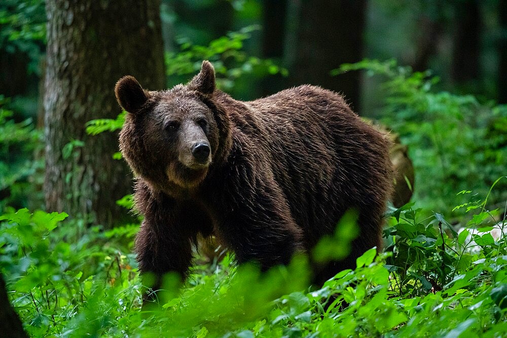 European brown bear (Ursus arctos), Notranjska forest, Slovenia, Europe