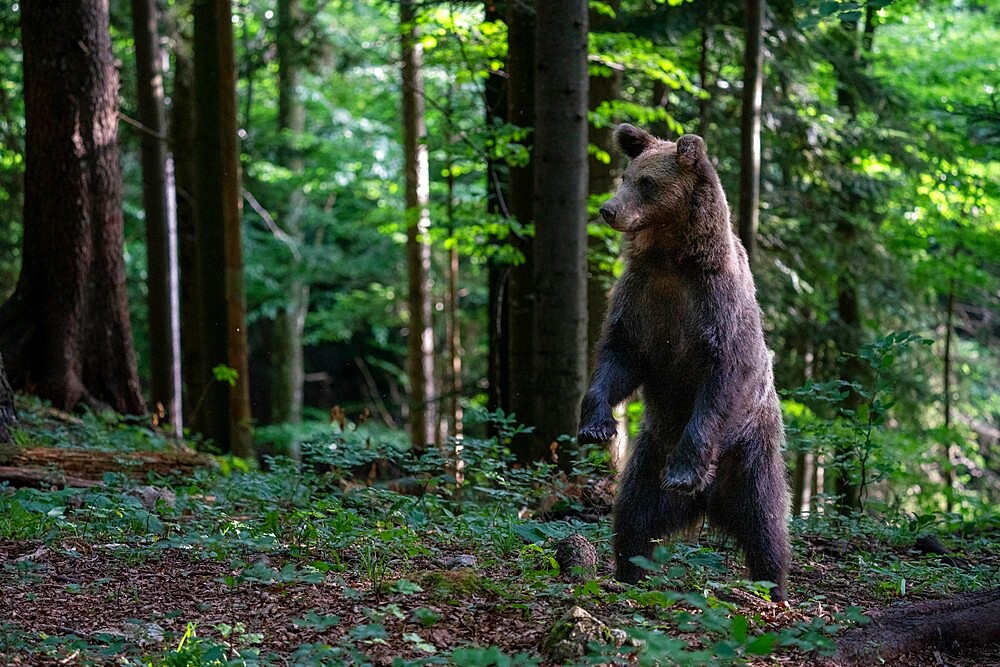 European brown bear (Ursus arctos), Notranjska forest, Slovenia, Europe