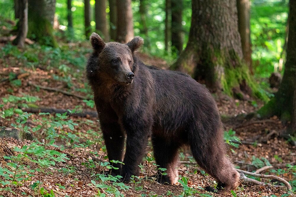 European brown bear (Ursus arctos), Notranjska forest, Slovenia, Europe