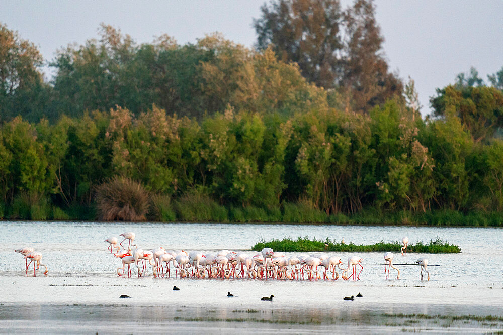 Great Flamingos (Phoenicopterus roseus), El Rocio, Donana National and Natural Park, Andalusia, Spain, Europe