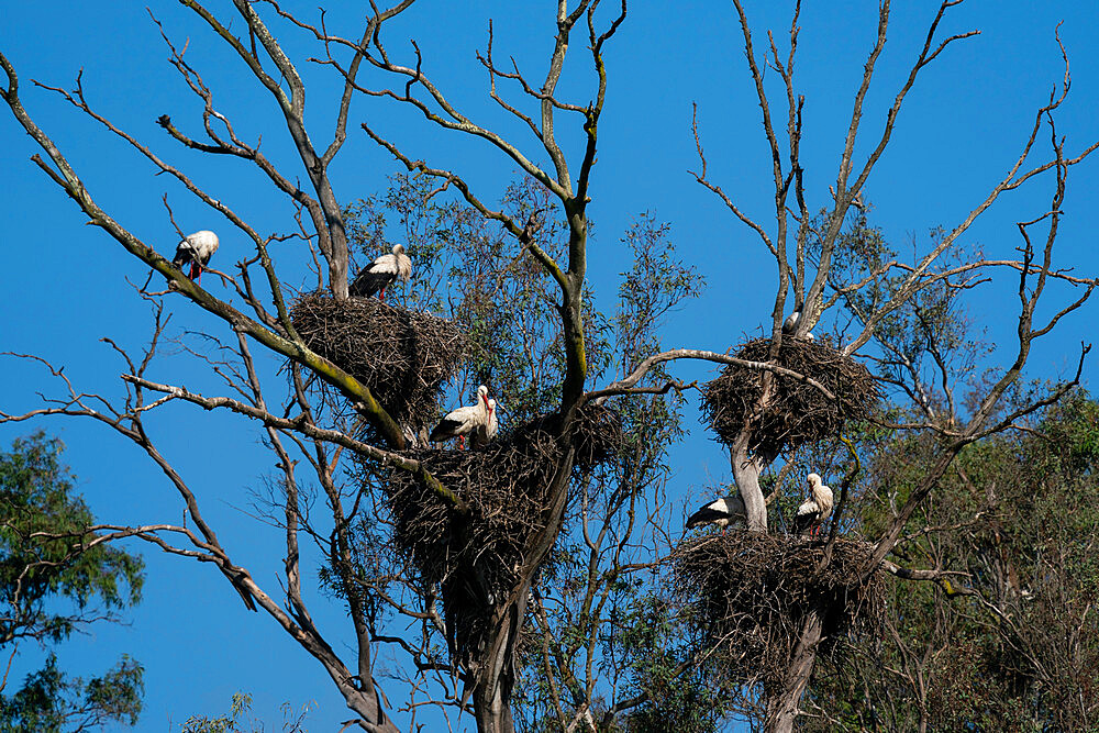 White Stork (Ciconia ciconia), Donana National and Natural Park, Andalusia, Spain, Europe