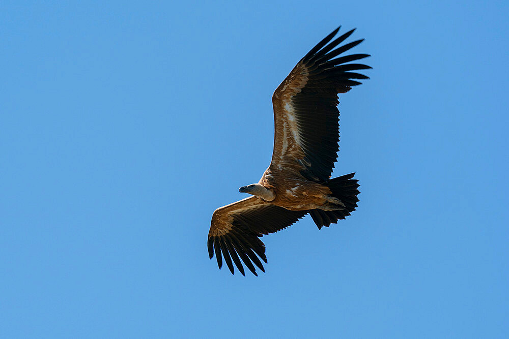 White-backed Vulture (Gyps africanus) in flight, Donana National and Natural Park, Andalusia, Spain, Europe