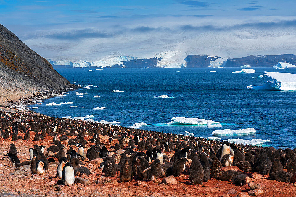 Adelie penguins (Pygoscelis adeliae) colony, Paulet Island, Weddell Sea, Antarctica, Polar Regions