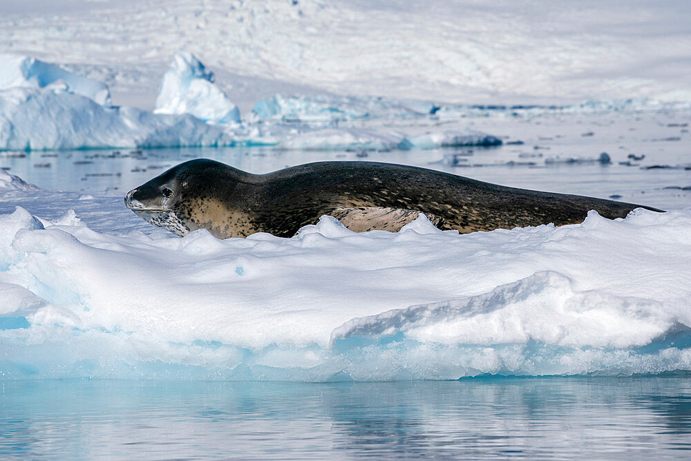 Leopard seal (Hydrurga leptonyx) resting on ice, Larsen Inlet, Weddell Sea, Antarctica, Polar Regions