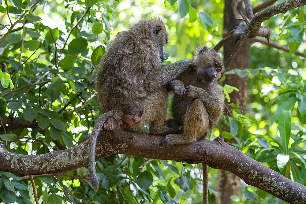 Olive baboon (Papio anubis) grooming, Lake Manyara National Park, Tanzania, East Africa, Africa