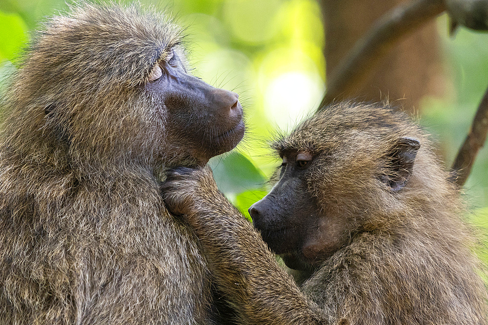 Olive baboon (Papio anubis) grooming, Lake Manyara National Park, Tanzania, East Africa, Africa