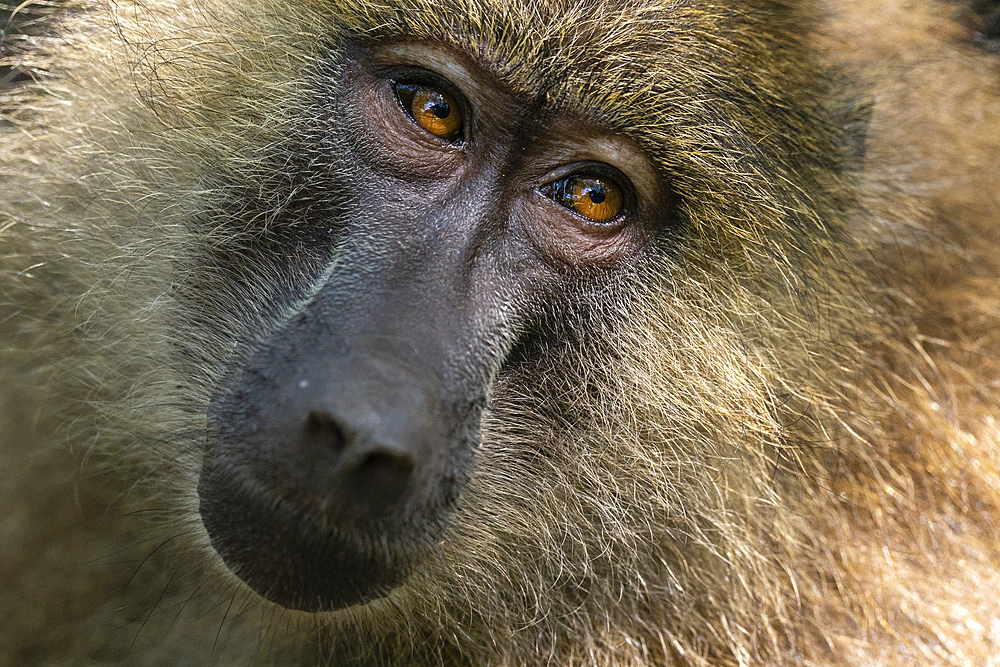 Portrait of an olive baboon (Papio anubis), Lake Manyara National Park, Tanzania, East Africa, Africa