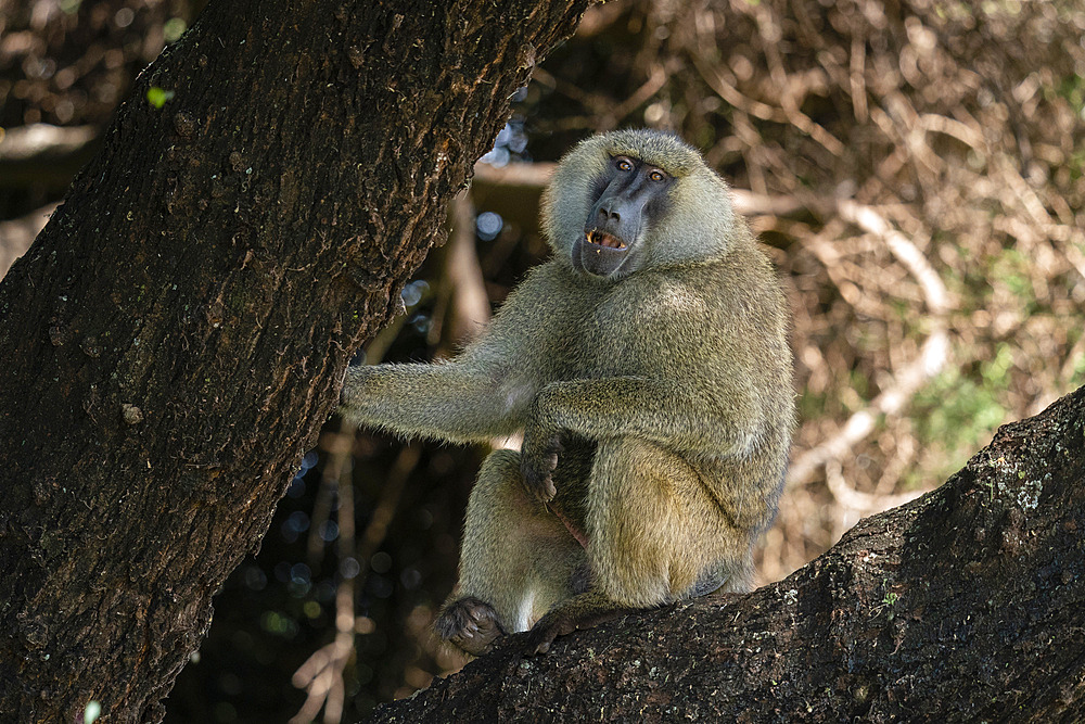 Olive Baboon (Papio anubis), Lake Manyara National Park, Tanzania, East Africa, Africa