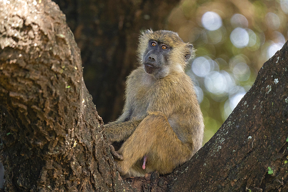 Olive Baboon (Papio anubis), Lake Manyara National Park, Tanzania, East Africa, Africa