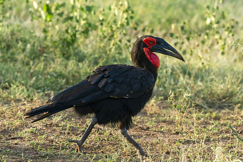 Southern Ground Hornbill (Bucorvus leadbeateri), Lake Manyara National Park, Tanzania, East Africa, Africa