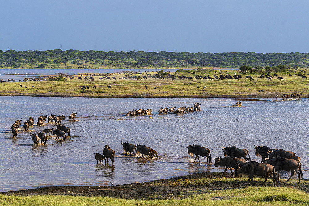 Blue wildebeest (Connochaetes taurinus) crossing Lake Ndutu, Ndutu Conservation Area, Serengeti, Tanzania, East Africa, Africa