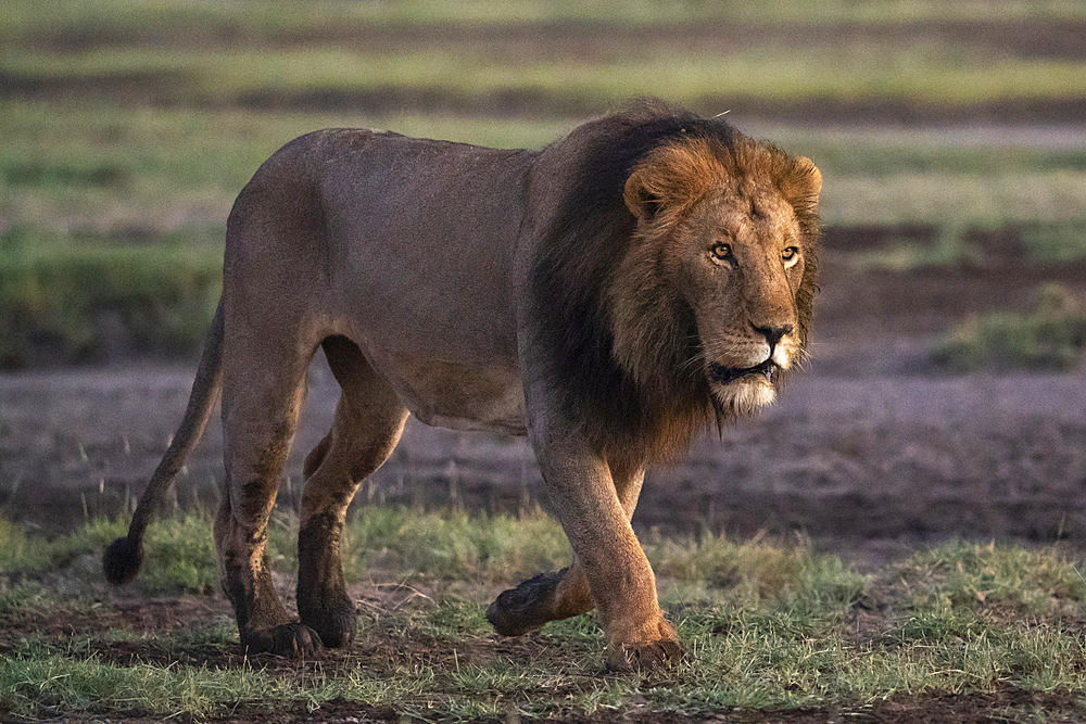 Lion (Panthera leo), Ndutu Conservation Area, Serengeti, Tanzania, East Africa, Africa