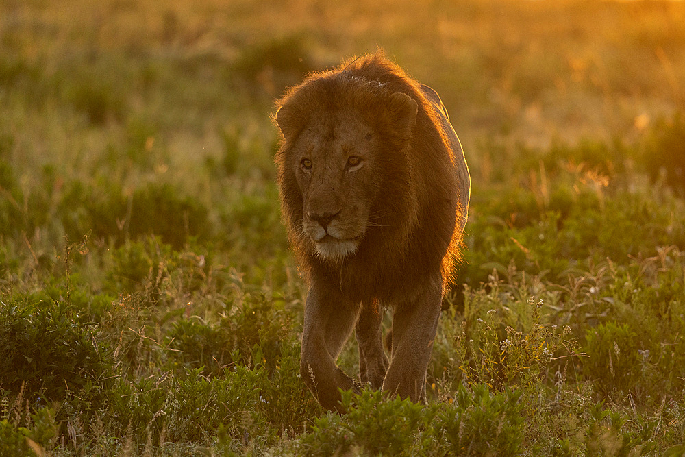 Lion (Panthera leo), Ndutu Conservation Area, Serengeti, Tanzania, East Africa, Africa