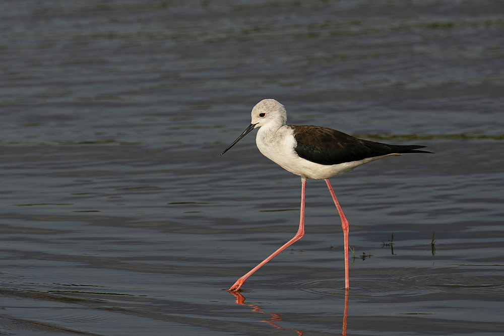 Black-winged Stilt (Himantopus himantopus), Ndutu Conservation Area, Serengeti, Tanzania, East Africa, Africa