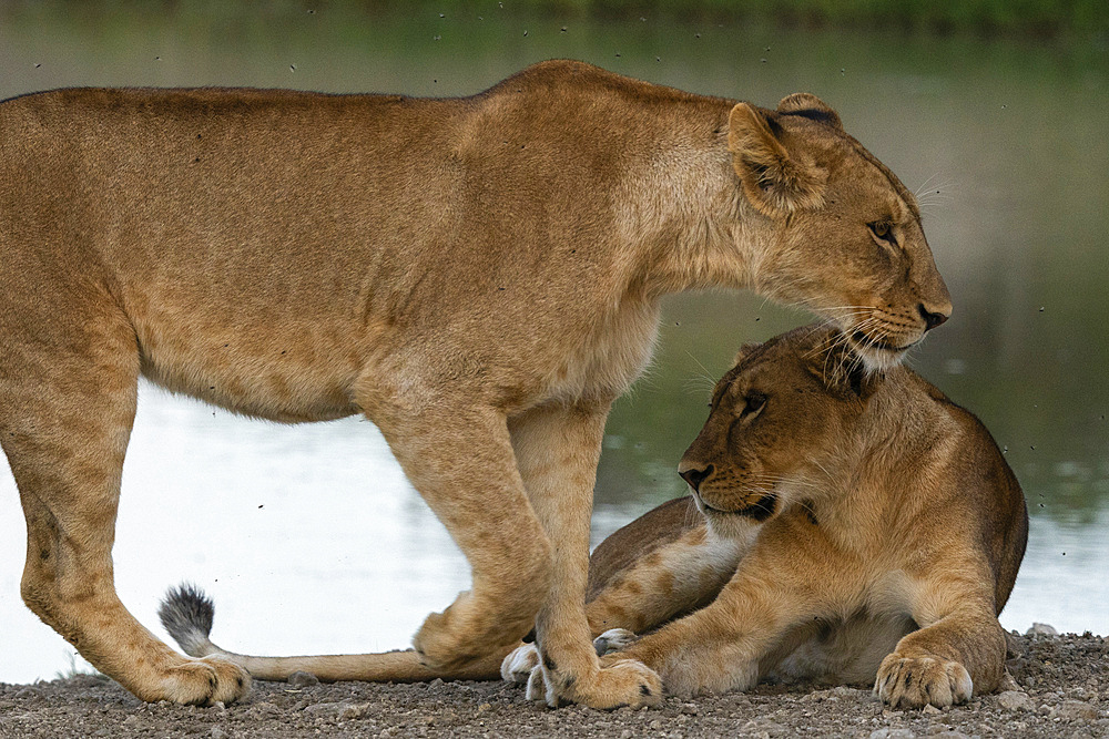 Lioness (Panthera leo), Ndutu Conservation Area, Serengeti, Tanzania, East Africa, Africa