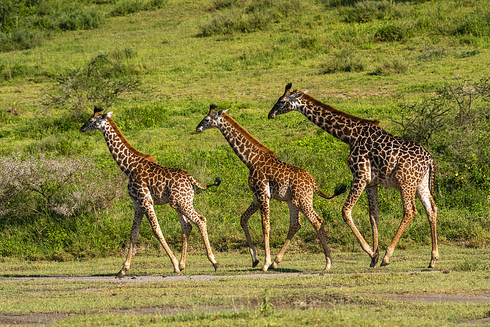 Masai giraffes (Giraffa camelopardalis tippelskirchi), Ndutu Conservation Area, Serengeti, Tanzania, East Africa, Africa